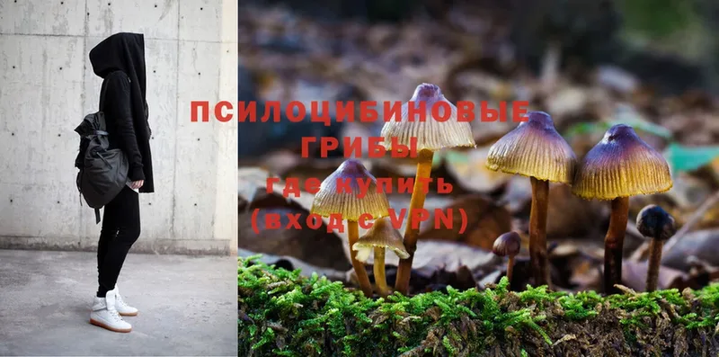 Галлюциногенные грибы Psilocybine cubensis  купить наркотик  мега как зайти  Бирюч 